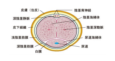 海綿体細胞