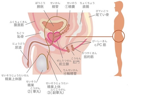 チンコが埋もれている図